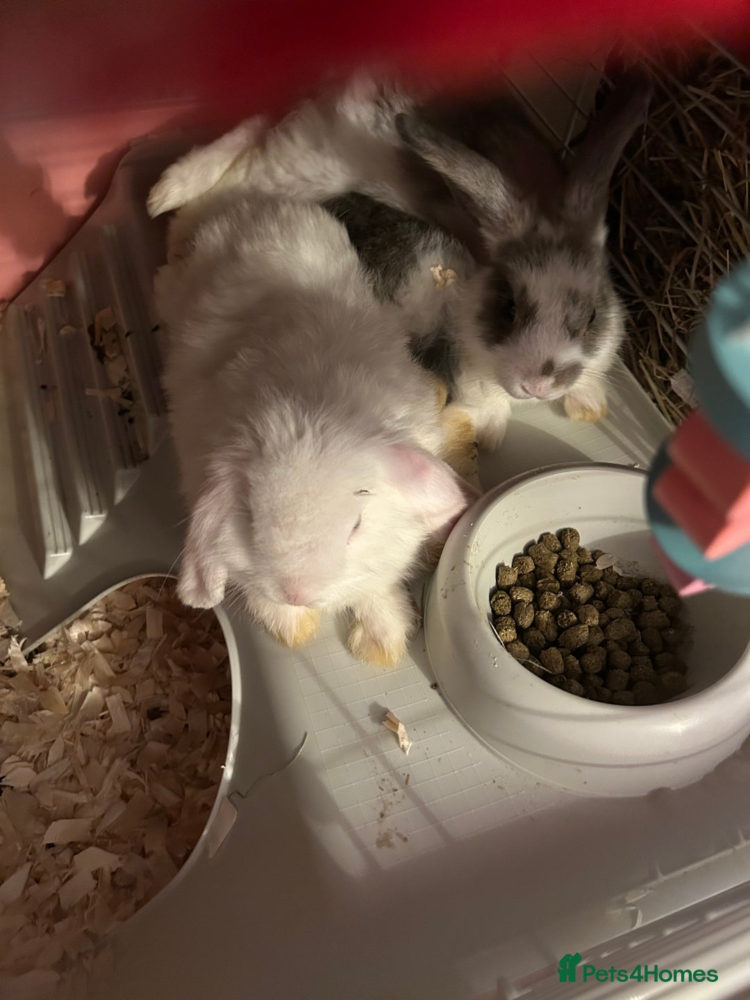 Mini Lop rabbits for sale: Gorgeous mini lop bunnies  - Advert 20