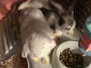 Mini Lop rabbits Gorgeous mini lop bunnies - Advert 18