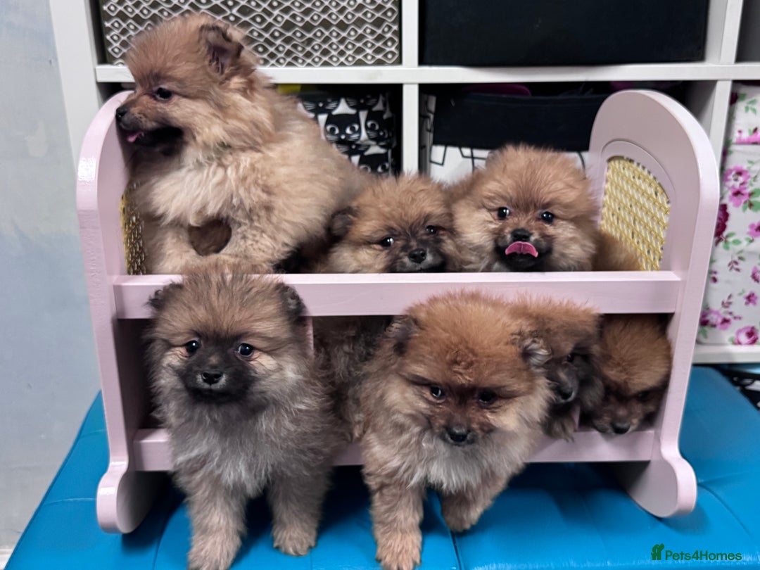Pomeranian dogs for sale: FLUFFY POMERANIAN FOR SALE 🥰 - Advert 28