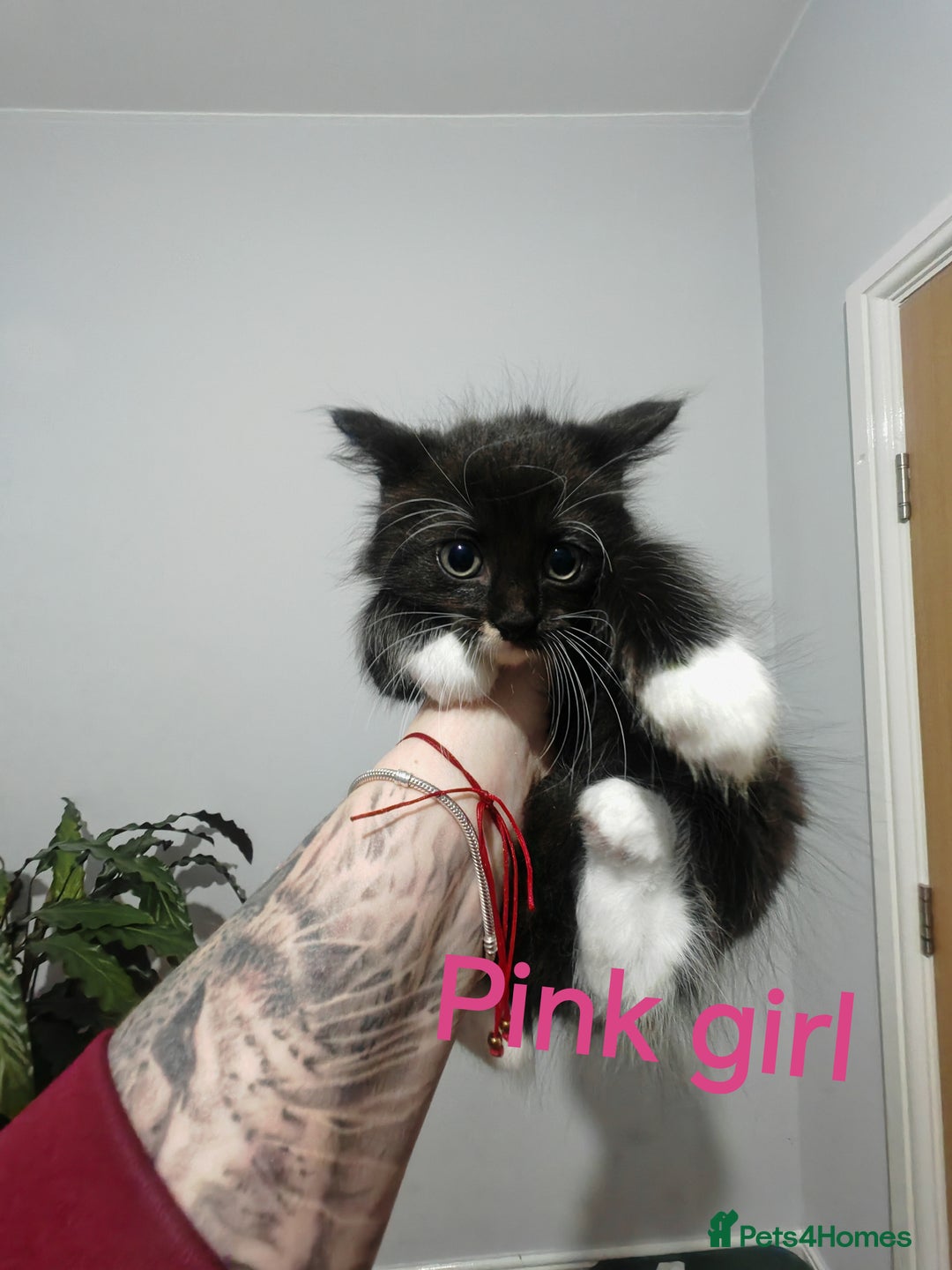 Mixed Breed cats for sale: Beautyfull fluffy kittens ragcoon - tuxedo cross  - Image 12