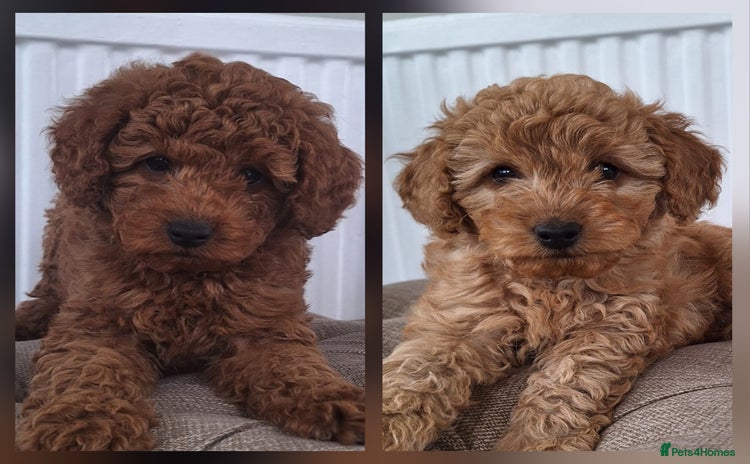 Labradoodle dogs - Advert 1