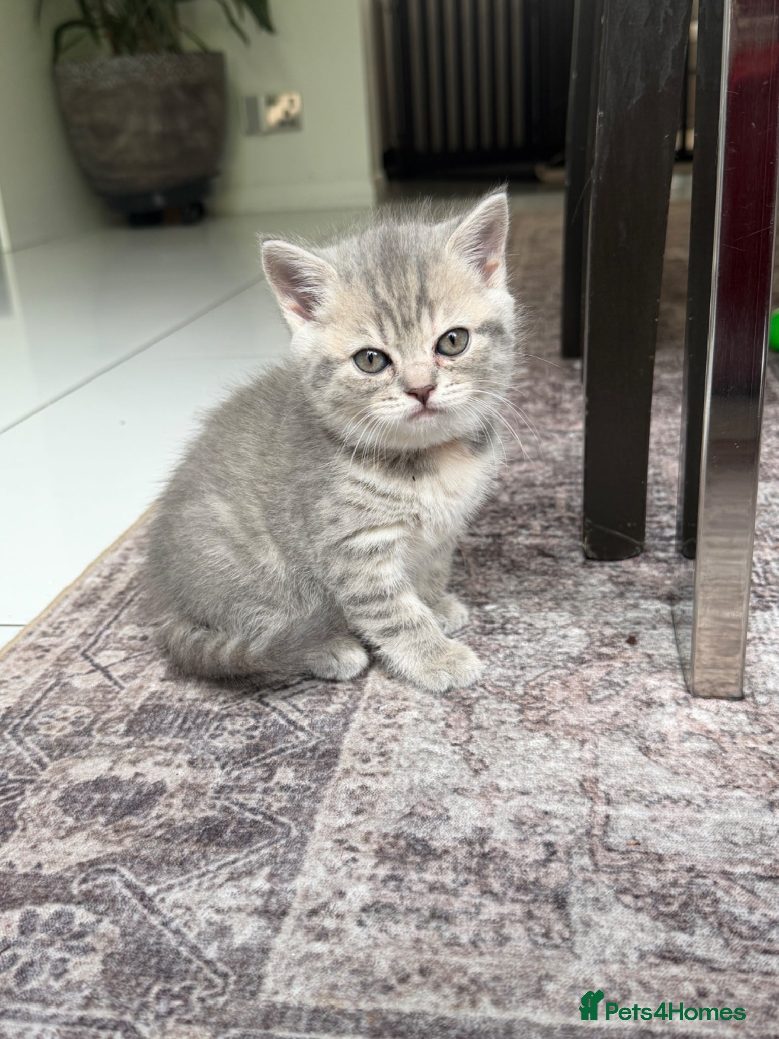 Scottish Fold cats for sale: Beautiful Scottish Fold Kittens Ready From 10/06 in Leatherhead - Advert 5