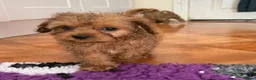 Cavapoo dogs for sale: Tiny Toy Cavapoo Puppies - Advert 7