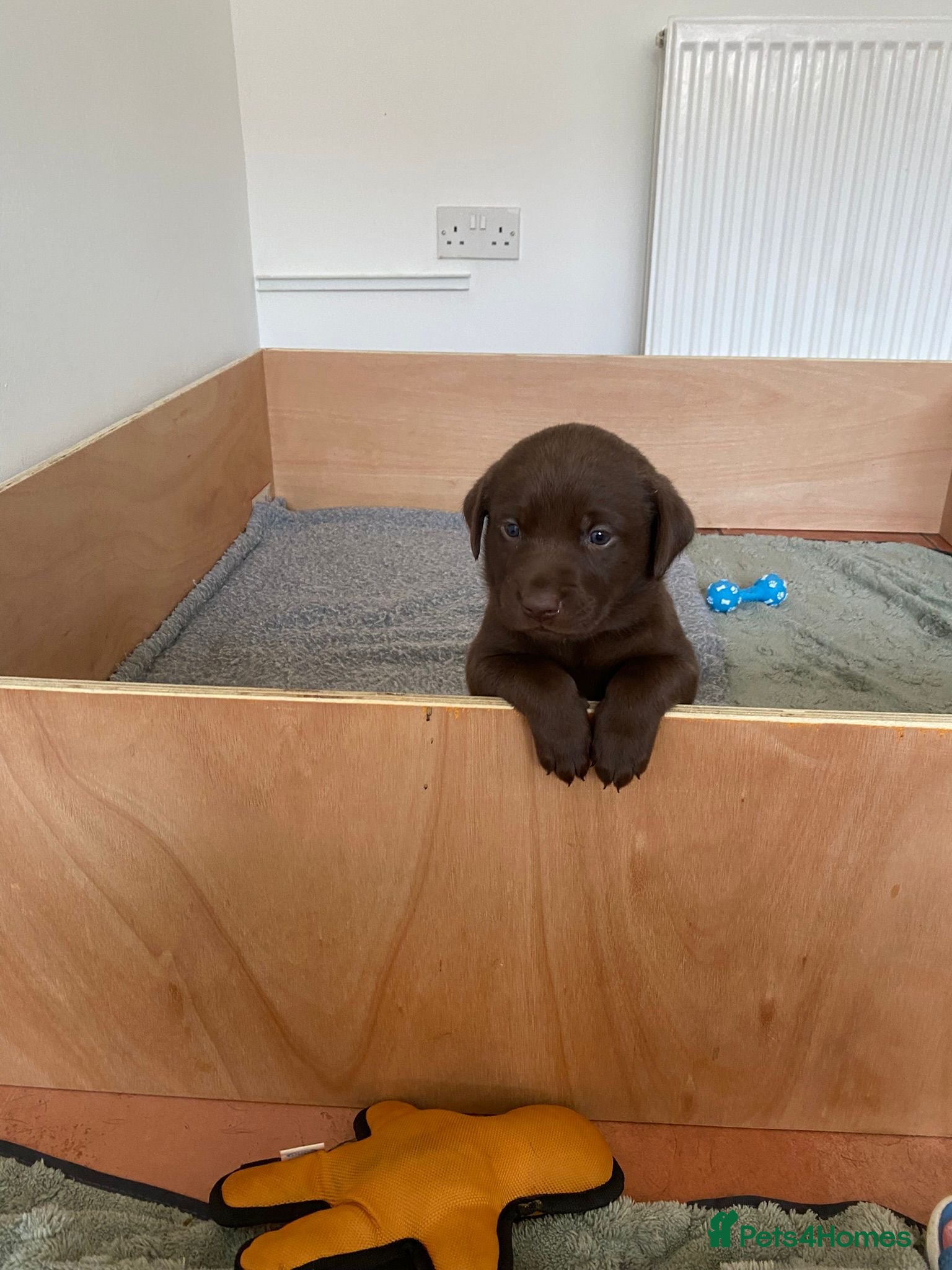 Labrador Retriever dogs KC Registered Labrador Puppies  - Advert 11