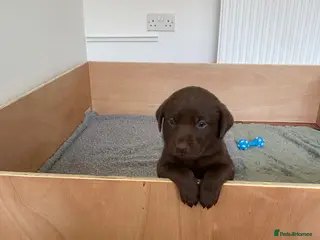 Labrador Retriever dogs ** KC REGISTERED Labrador Puppies ** - Advert 3
