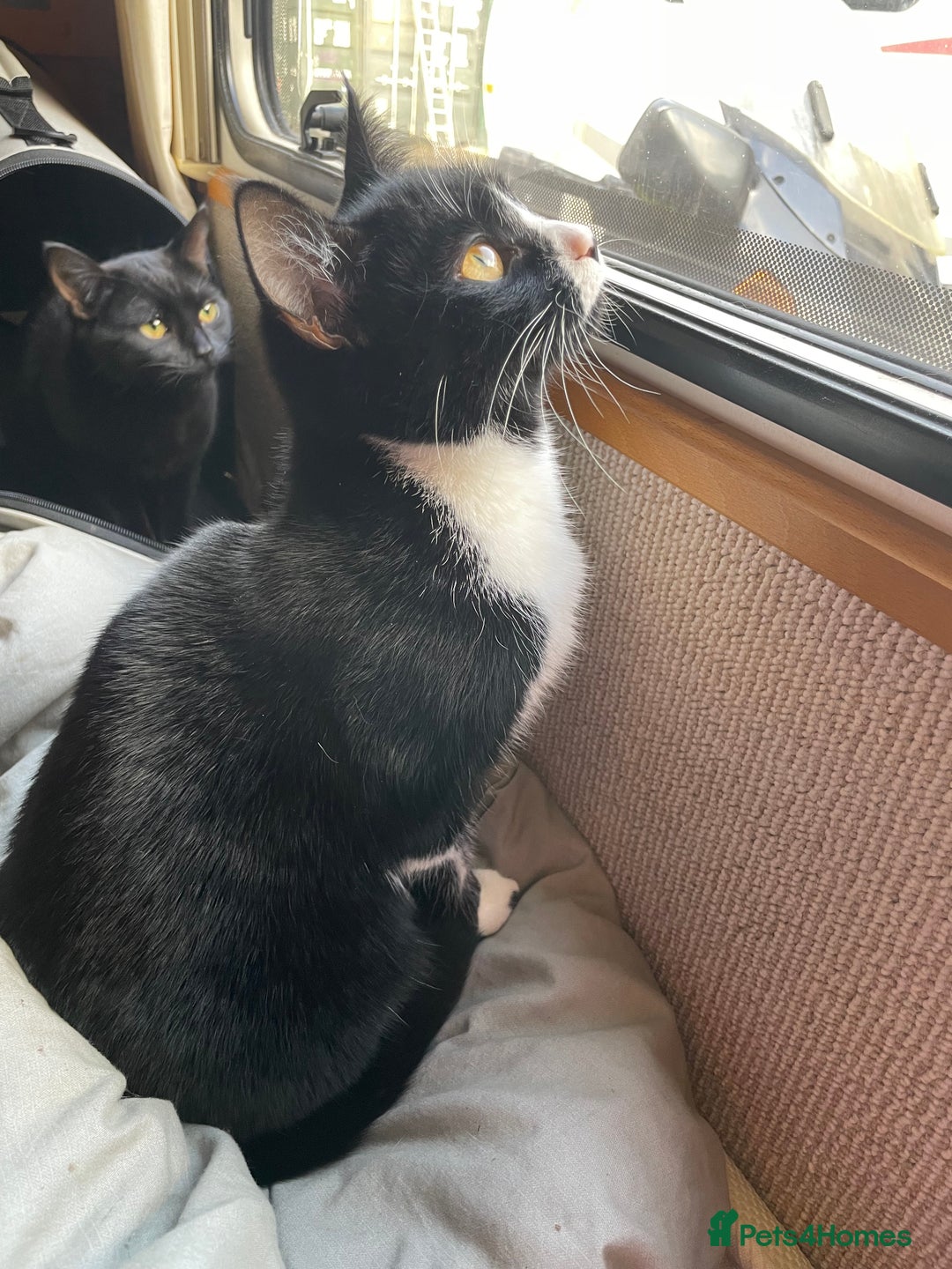 British Shorthair cats for sale: Black kitten and black and white kitten  - Advert 4