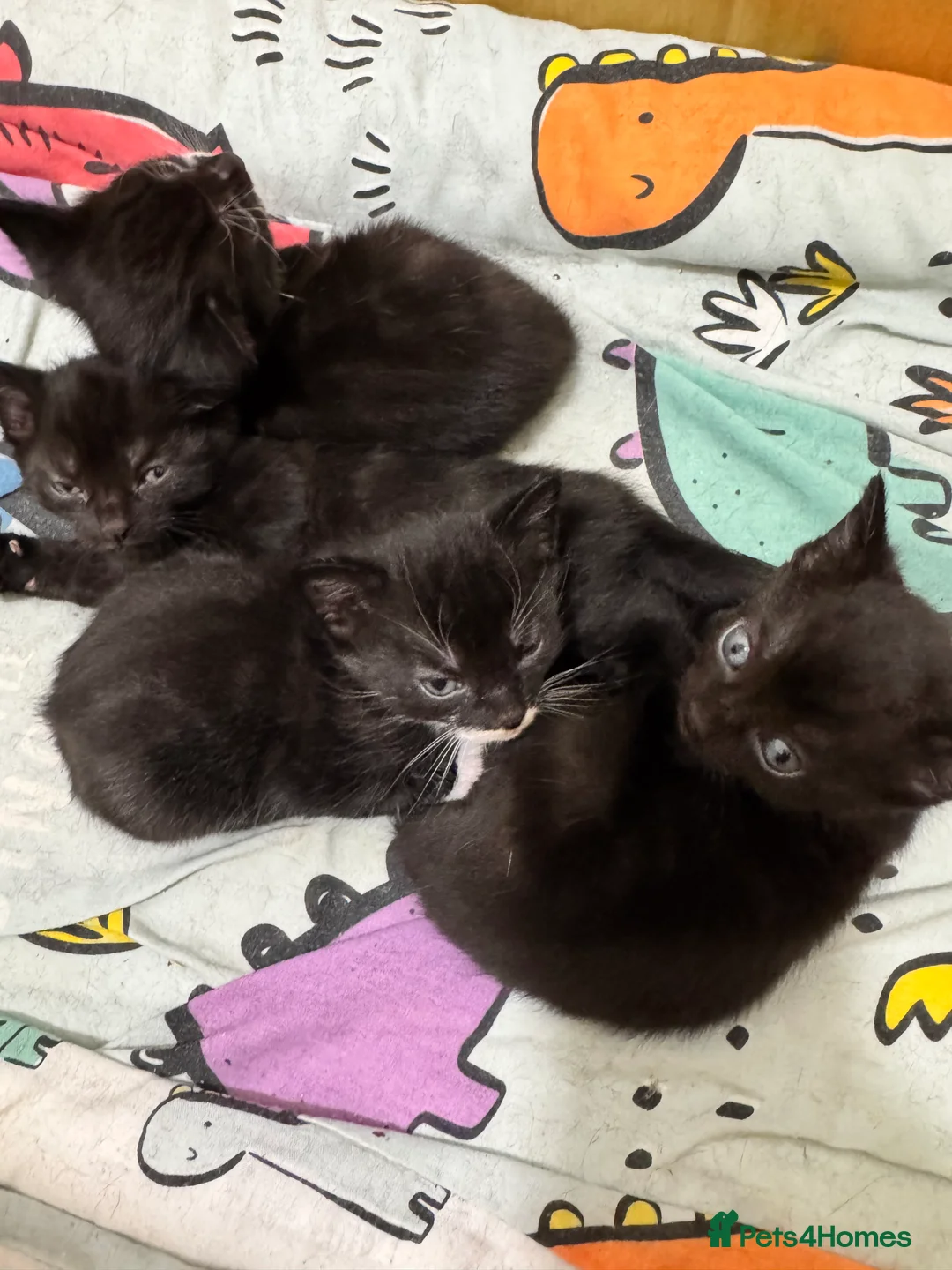 Domestic Shorthair cats for sale: Kittens  - Advert 6