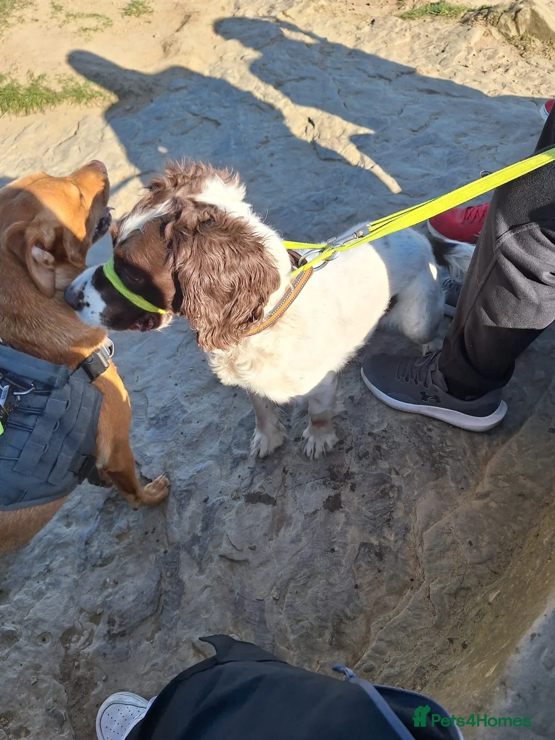 English Springer Spaniel dogs for sale: Charlie needs a new home - Advert 2