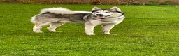 Huskita dogs for sale: Apollo in North Shields - Advert 1