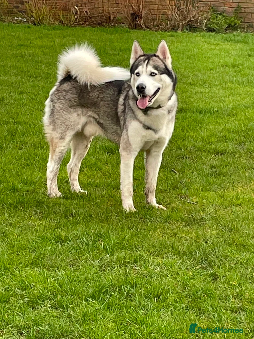 Huskita dogs for sale: Apollo in North Shields - Advert 1