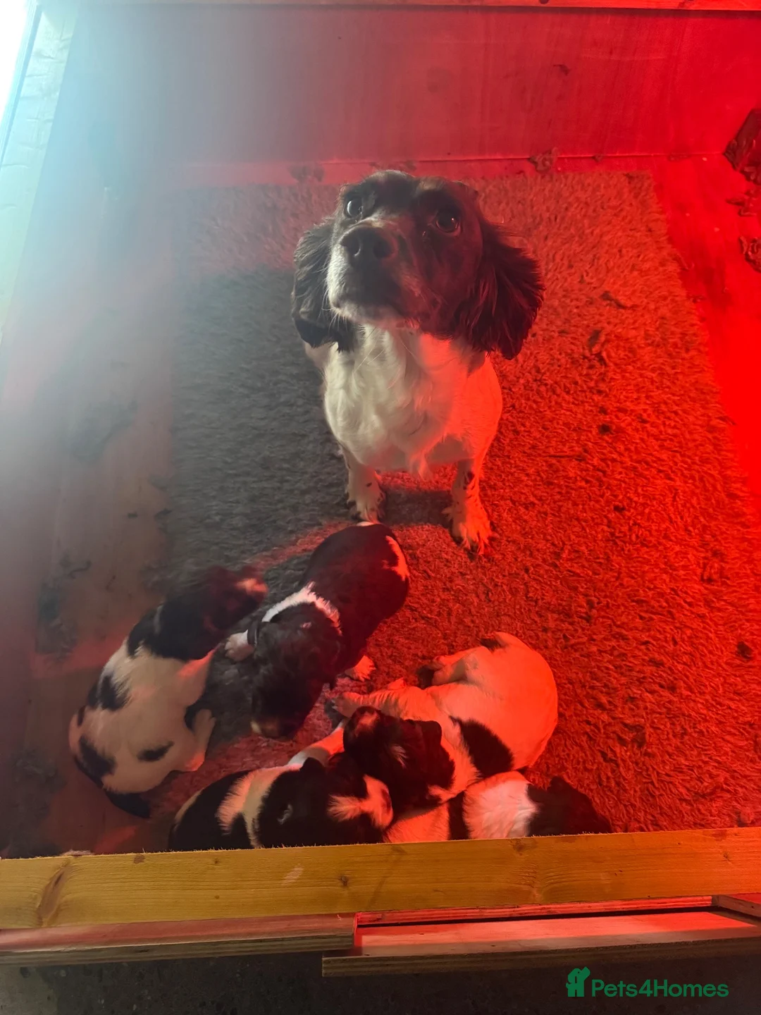 English Springer Spaniel dogs for sale: English springer spaniels  - Advert 1