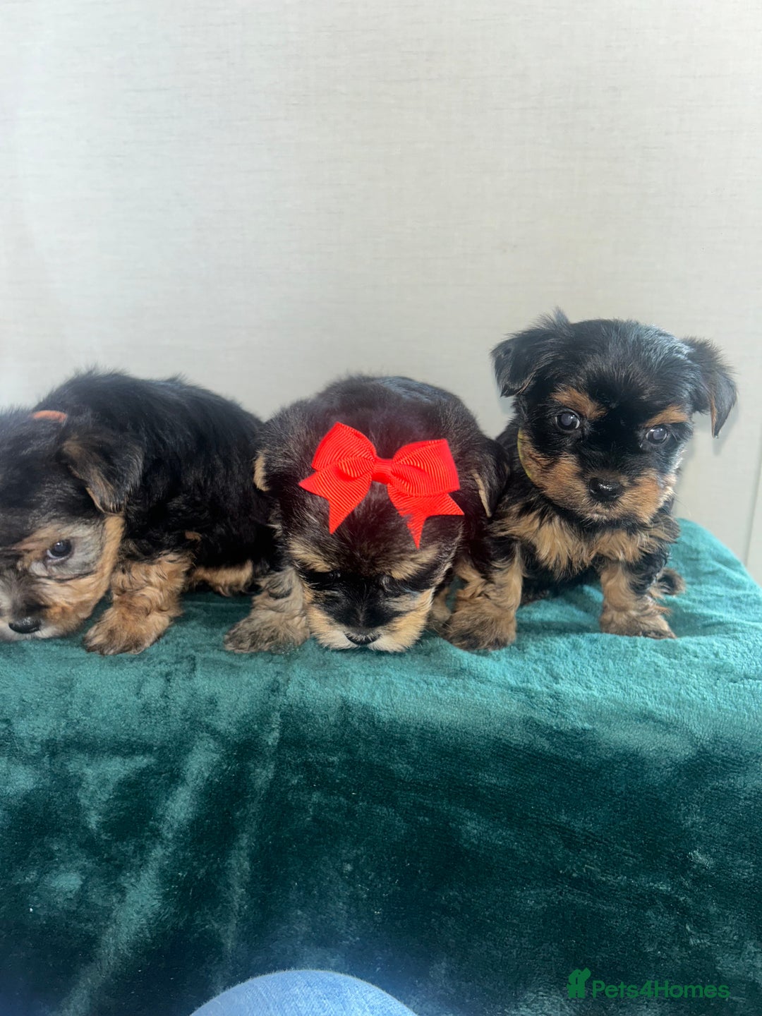 Yorkshire Terrier dogs for sale: Yorkshire terrier puppy’s 🐶  - Advert 14