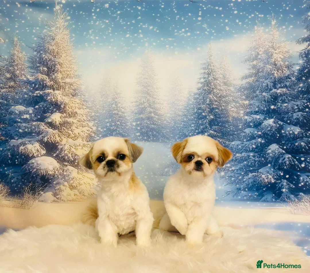 Shih Tzu dogs for sale: 2 shi tzu puppies  - Advert 2