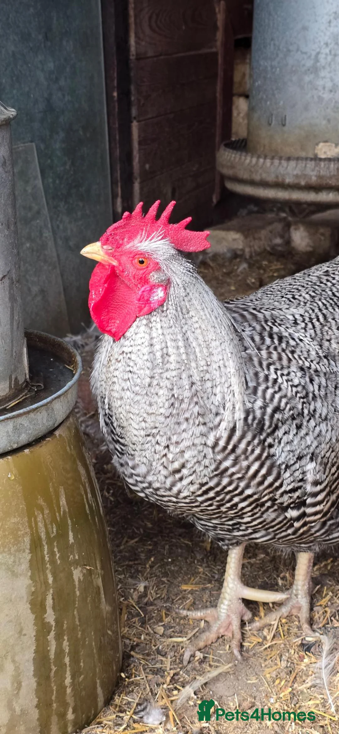 Chickens poultry for sale: Barred Plymouth Rock Cockerel in Bury Saint Edmunds - Advert 2