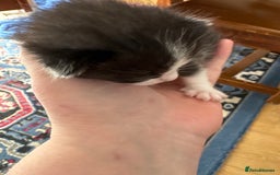 Ragdoll cats for sale: Ragdoll cross breed  - Image 19