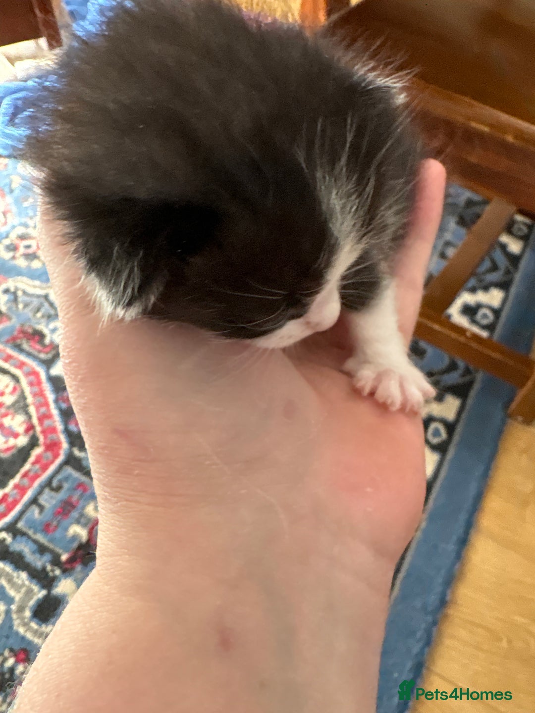 Ragdoll cats for sale: Ragdoll cross breed  - Image 19