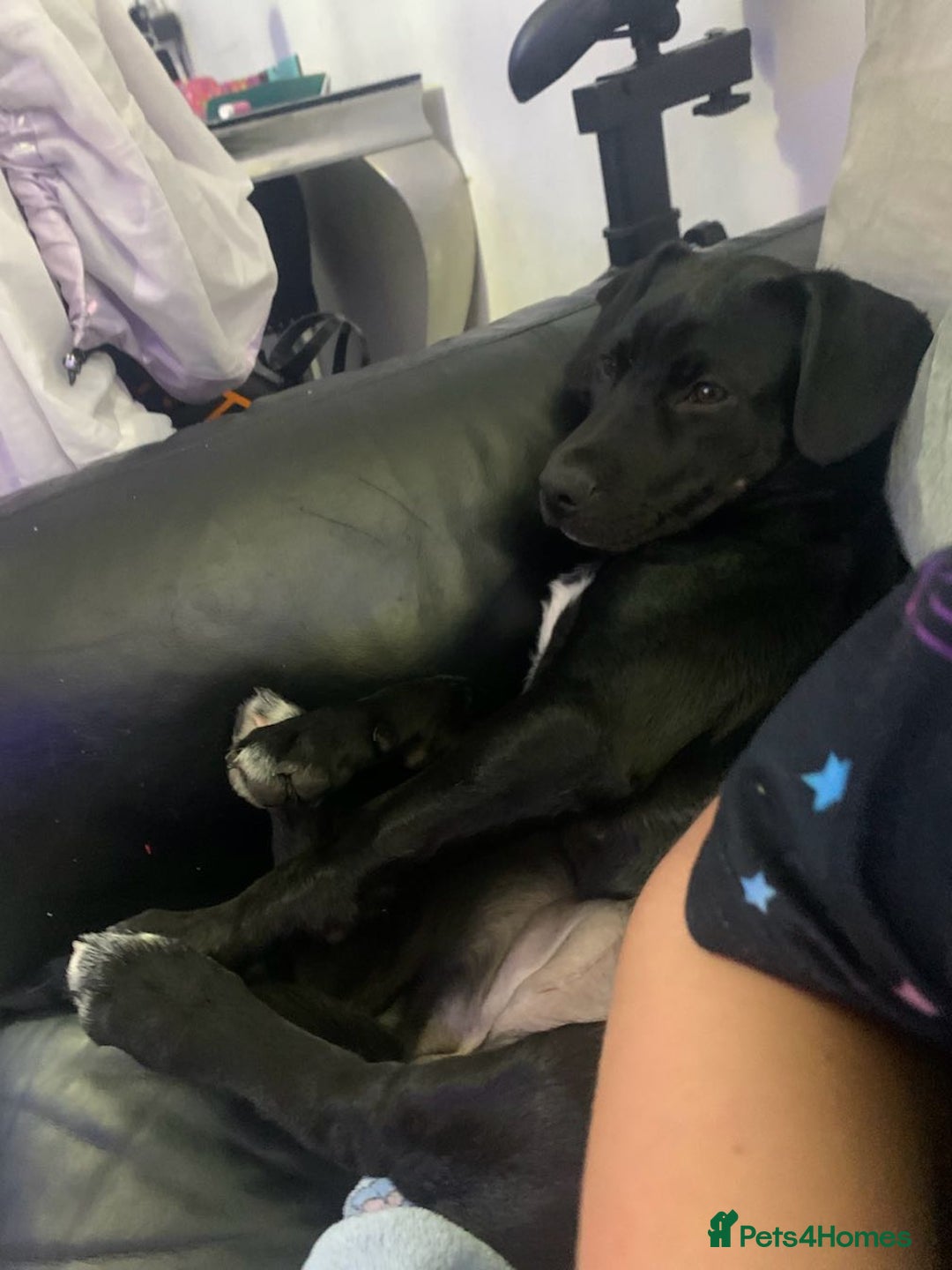 Mixed Breed dogs for sale: Beautiful mastiff x lab - Image 1