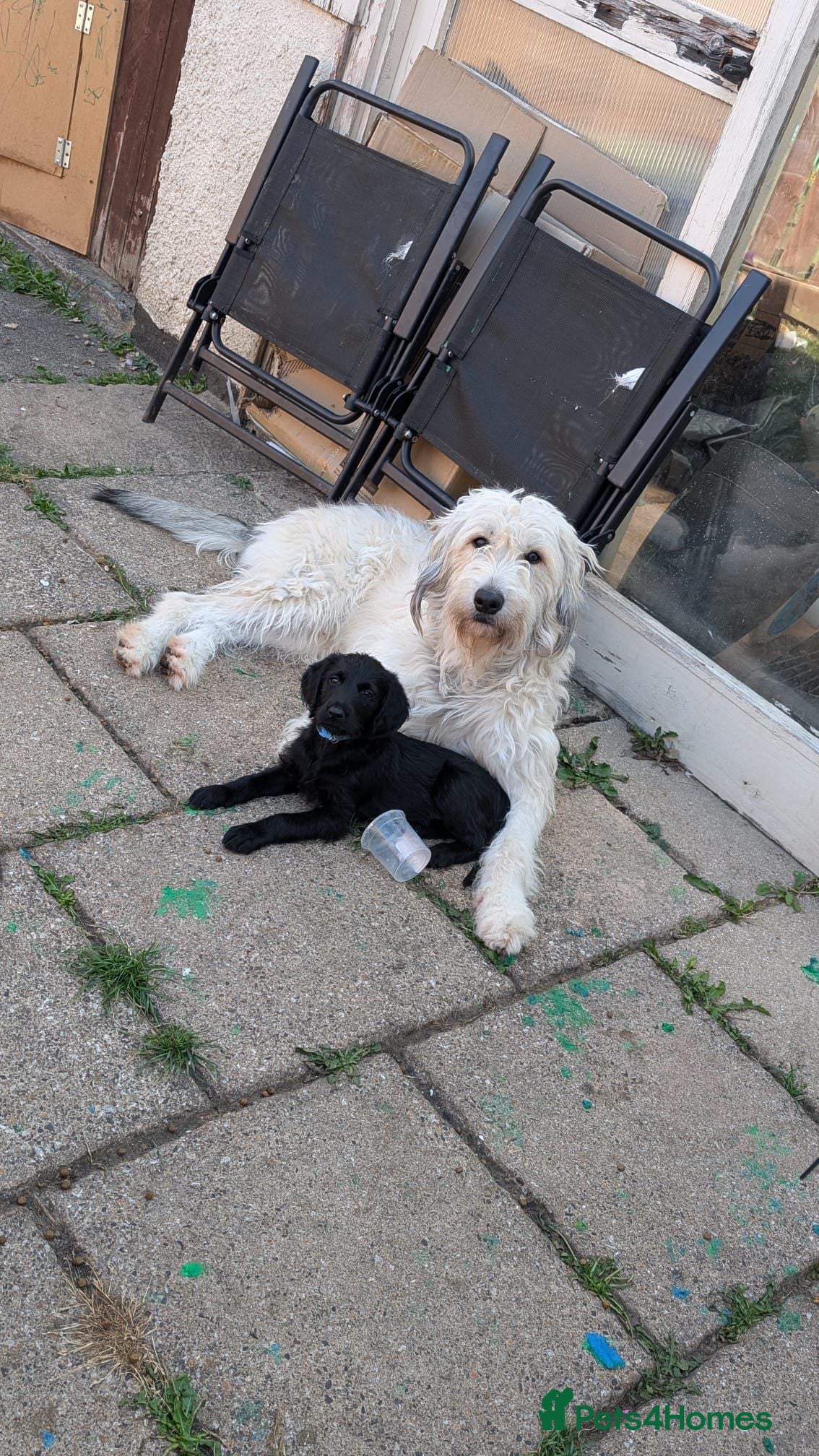 Double Doodle dogs Double doodle puppies (labradoodle/goldendoodle)🐶 - Advert 4