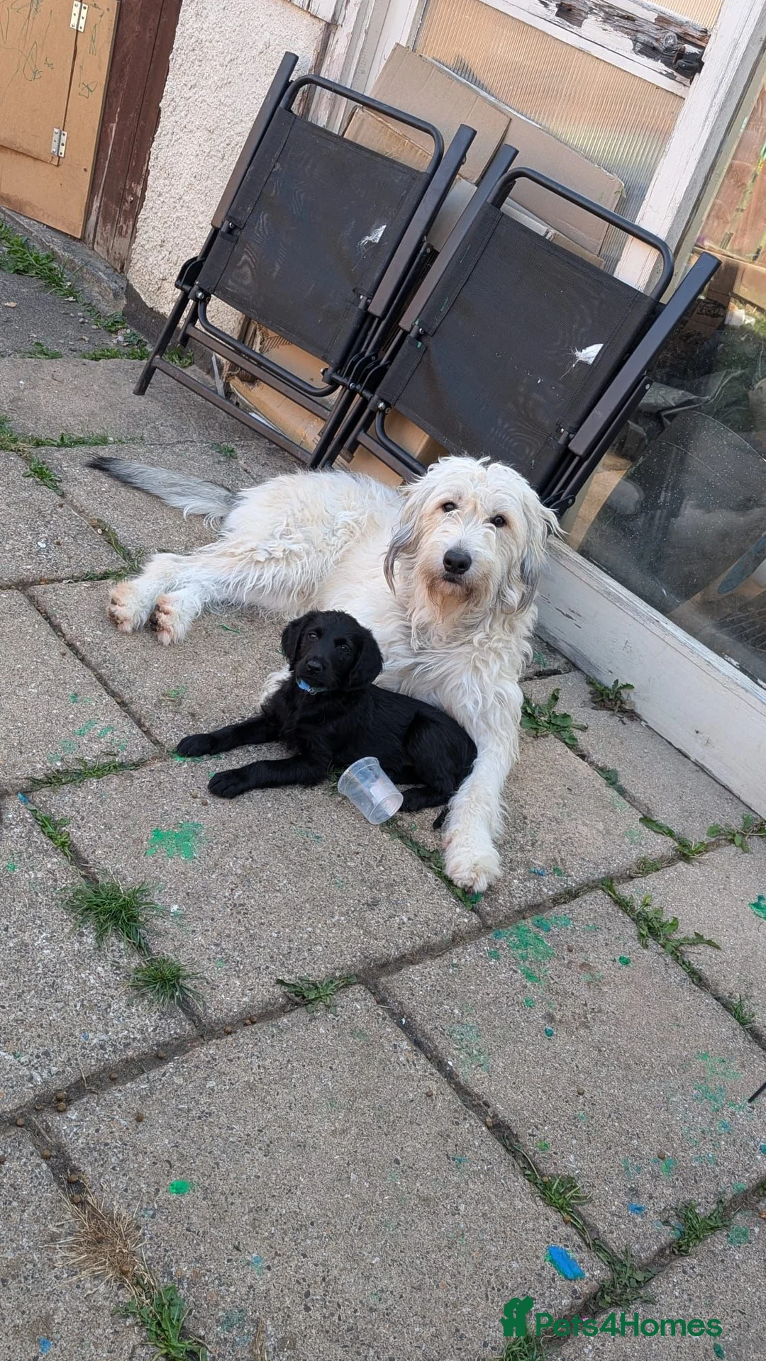Double Doodle dogs for sale: Double doodle puppies (labradoodle/goldendoodle)🐶 - Advert 1