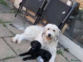 Double Doodle dogs Double doodle puppies (labradoodle/goldendoodle)🐶 - Advert 1