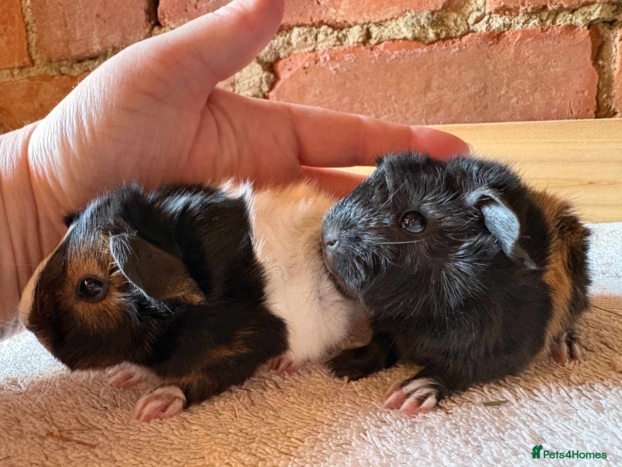 Guinea Pig rodents for sale: Baby Guinea Pigs  - Advert 5
