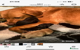 Labrador Retriever dogs for sale: Labrador puppies - Image 9