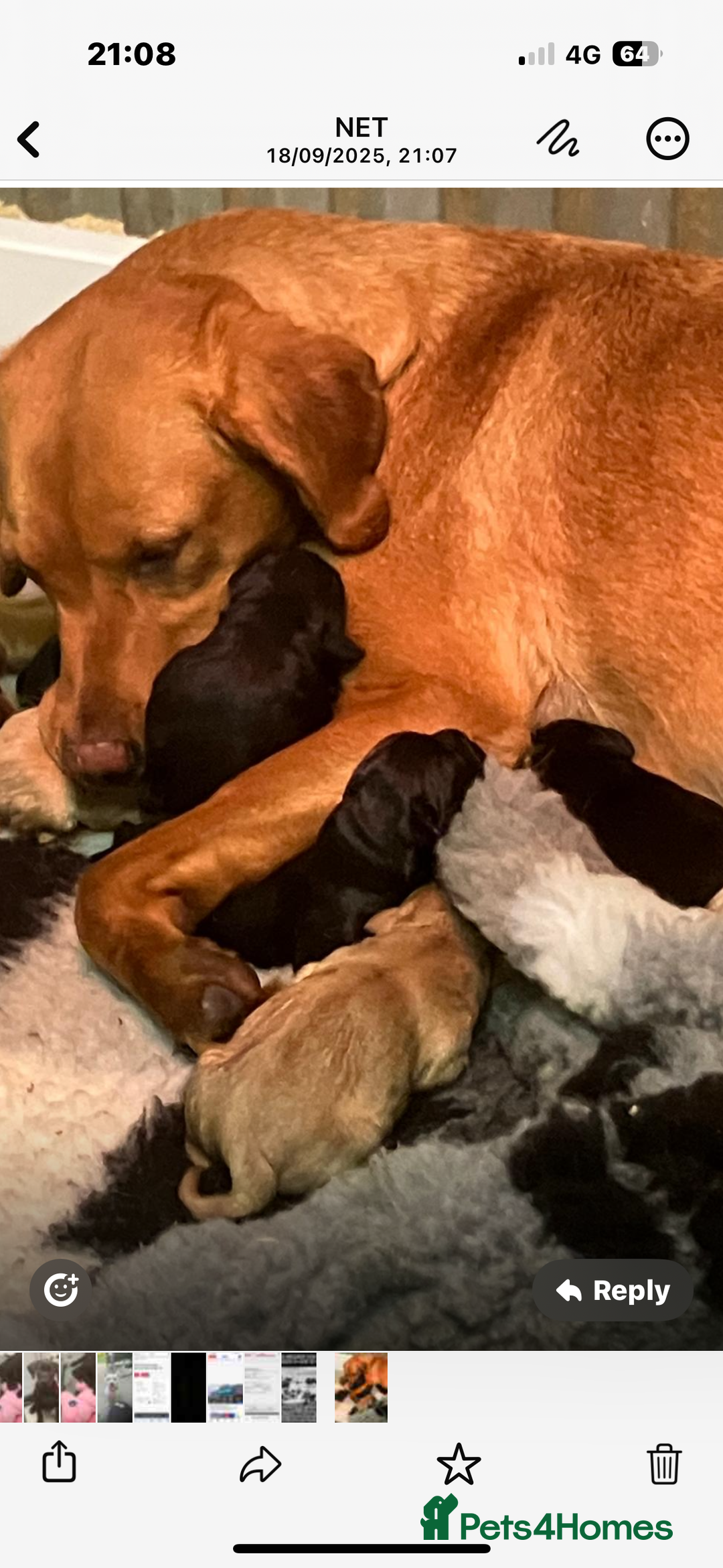 Labrador Retriever dogs for sale: Labrador puppies - Image 9