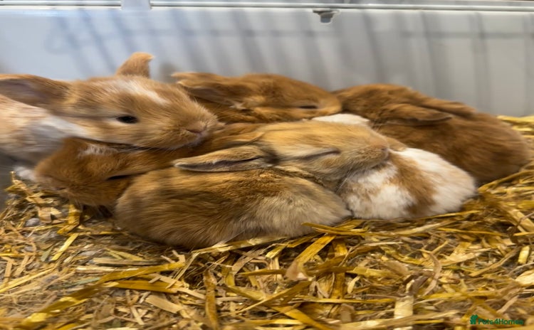 Mini Lop rabbits - Advert 14