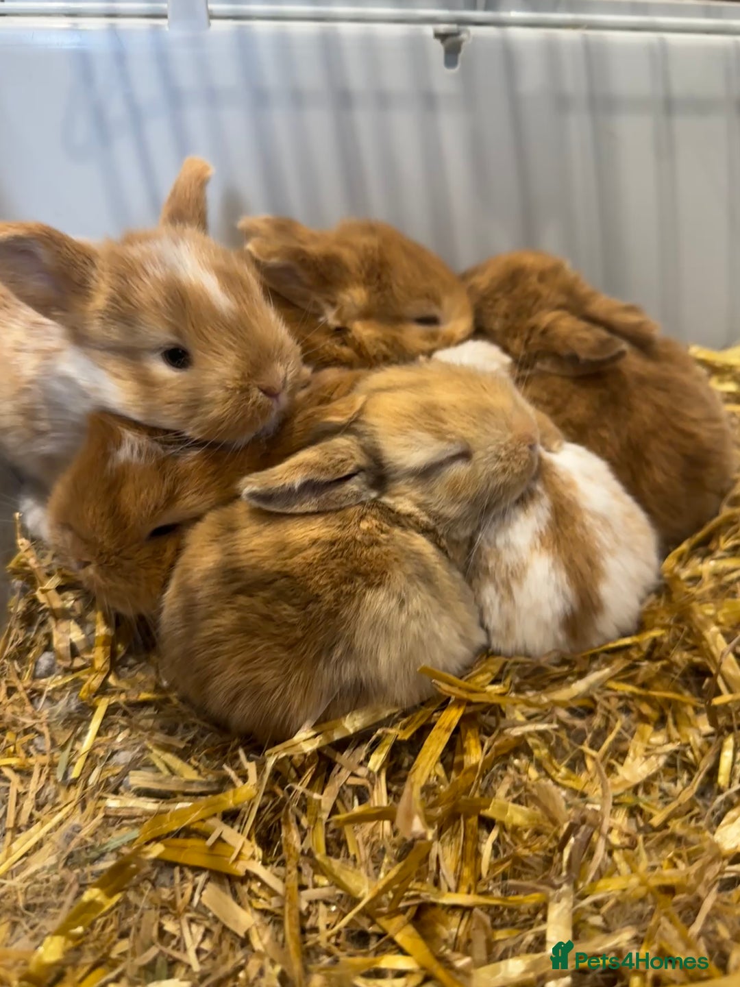 Mini Lop rabbits for sale: Mini lop babies for sale. Ready October 18th - Image 1