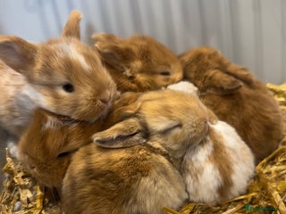 Mini Lop rabbits - Advert 15