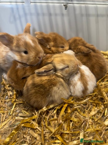 Mini Lop rabbits - Advert 15