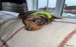 Miniature Dachshund dogs for sale: Beautiful Dachshund puppy’s  - Image 22