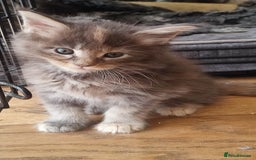 Maine Coon cats for sale: Fully health tested and Tica registered  in Great Missenden - Image 3