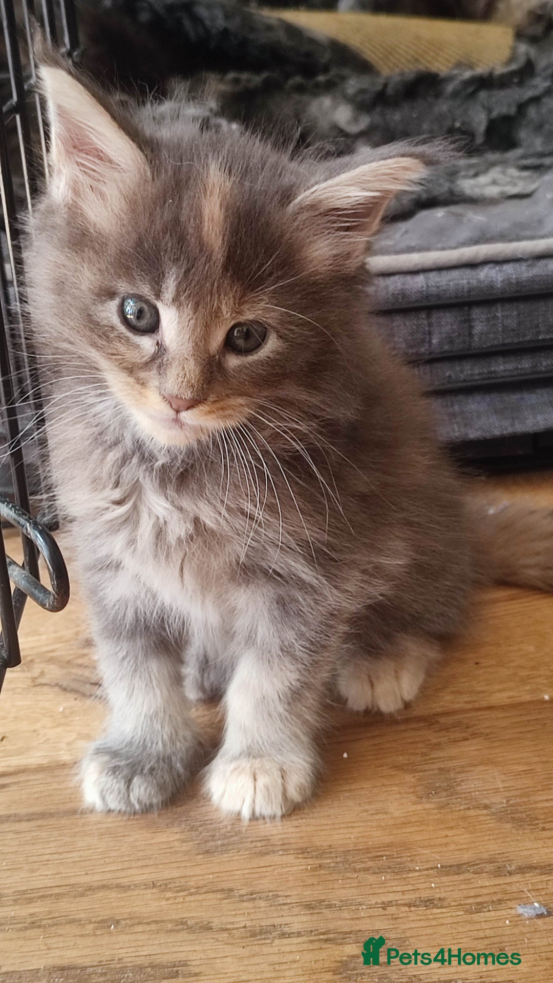 Maine Coon cats for sale: Fully health tested and Tica registered  in Great Missenden - Image 3