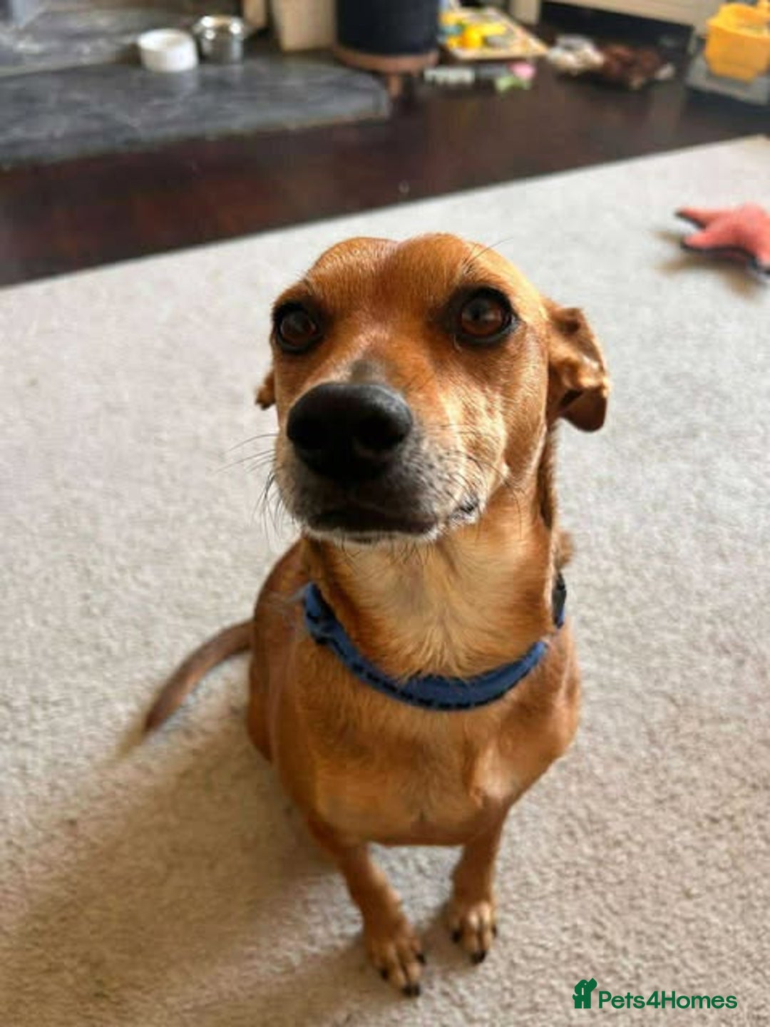 Mixed Breed dogs for adoption: Mickey – Cheeky, Cuddly and Charming Companion - Image 9