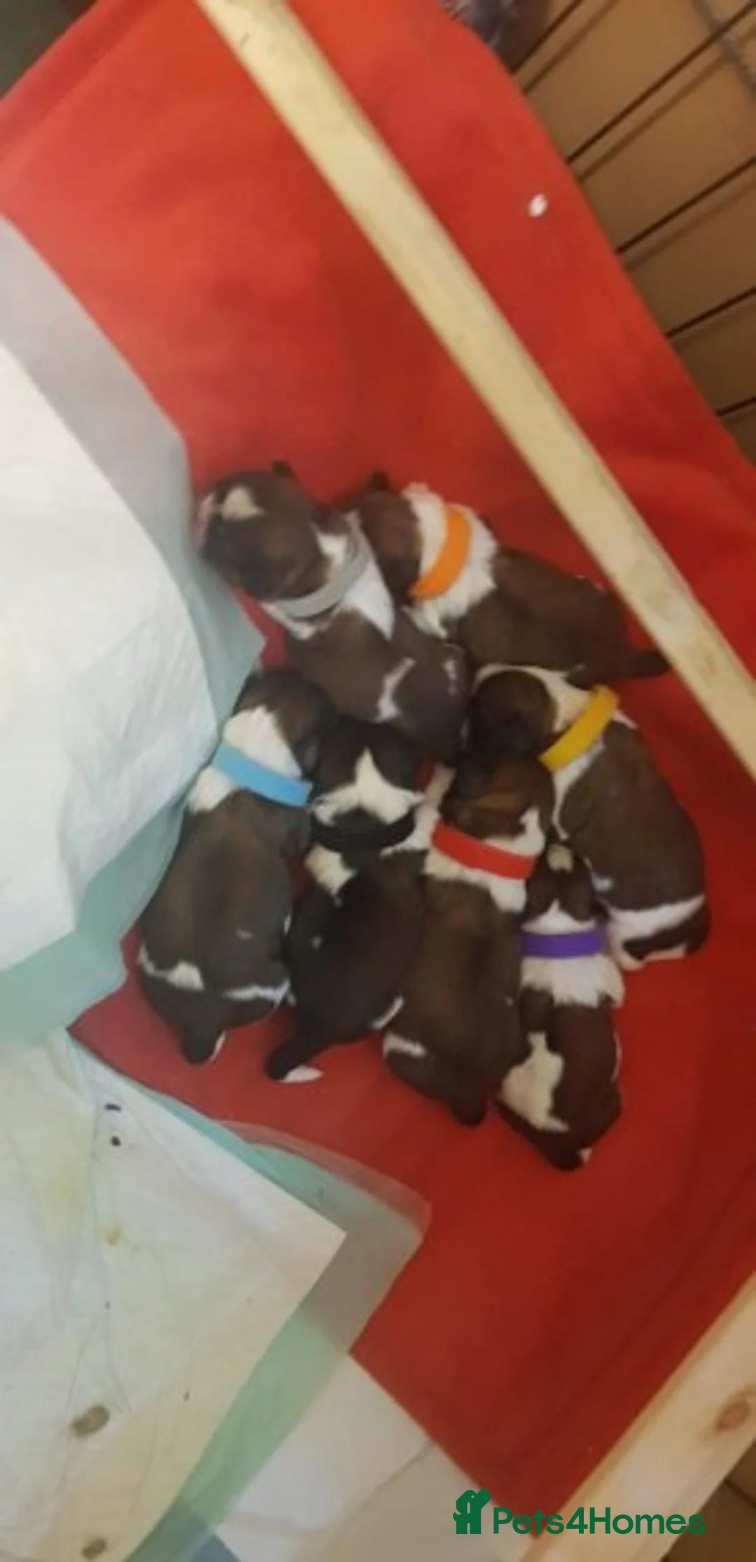 Shih Tzu dogs for stud: KC HARROPINE LUSTY DUSTY FOR STUD ONLY in Bridgend - Advert 38