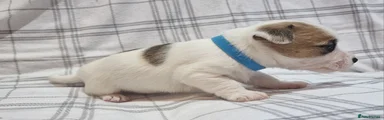 Jack Russell Puppy 2