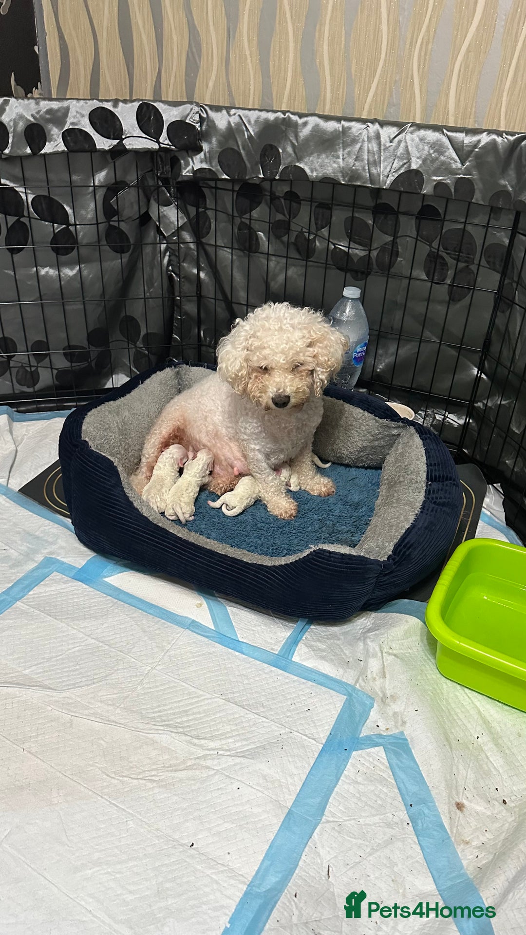 Bichon Frise dogs for sale: Beautiful Bichon Boys - Image 1