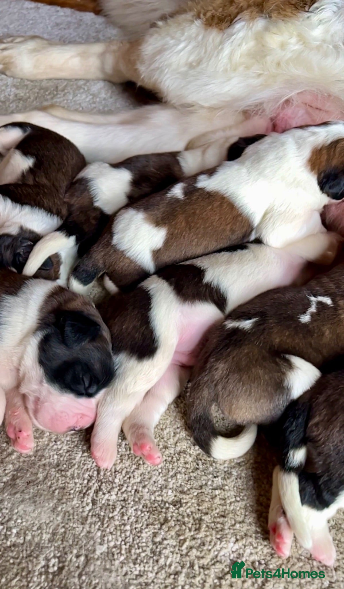Saint Bernard dogs Beautiful KC registered show quality Puppies.  - Advert 1