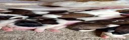 Saint Bernard dogs for sale: Beautiful KC registered show quality Puppies.  - Advert 4