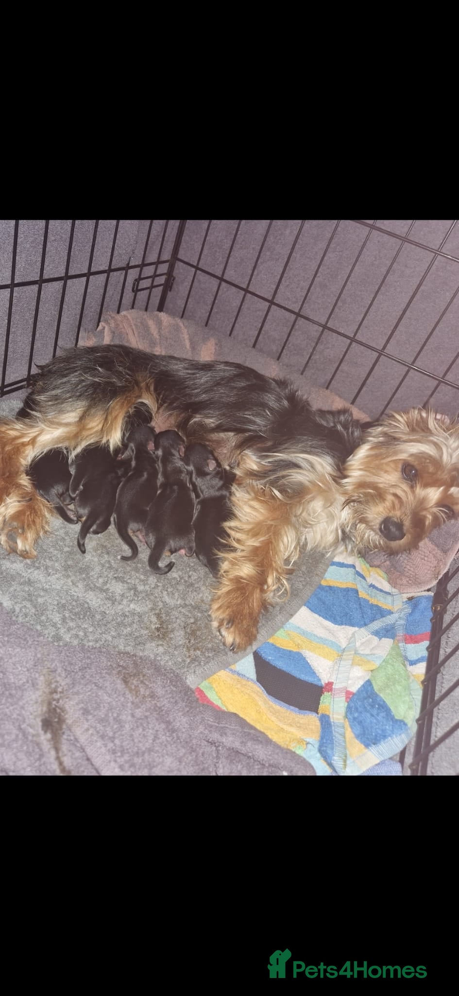 Yorkshire Terrier dogs Yorkshire terrier pups  - Advert 17