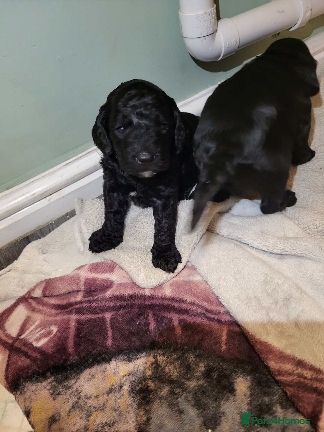 Cockapoo dogs for sale: 1 LEFT Toy f1b cokapoos🐶🐶 - Advert 17