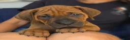 Rhodesian Ridgeback dogs for sale: Seriously Gorgeous Rhodesian Ridgeback Puppies - Advert 2