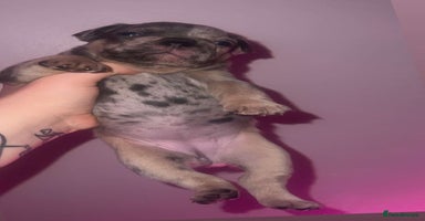 French Bulldog dogs - Advert 5