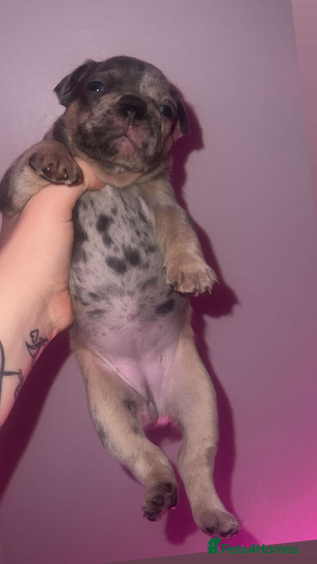 French Bulldog dogs for sale: French Bulldog Puppies  - Image 5
