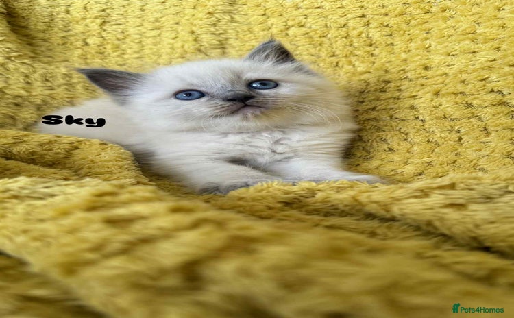 Ragdoll cats - Advert 14