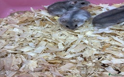 Hamster rodents for sale: Cute, friendly dwarf hamsters  - Image 6