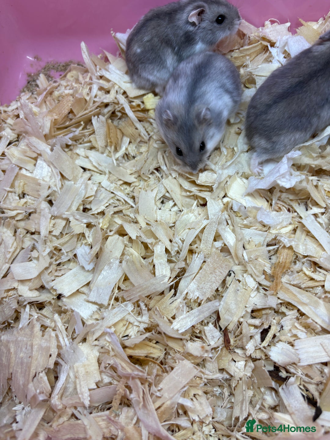 Hamster rodents for sale: Cute, friendly dwarf hamsters  - Image 6