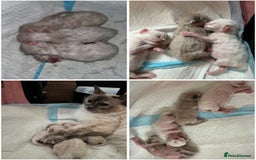 Ragdoll cats for sale: 4 Ragdoll Beauties  - Image 7
