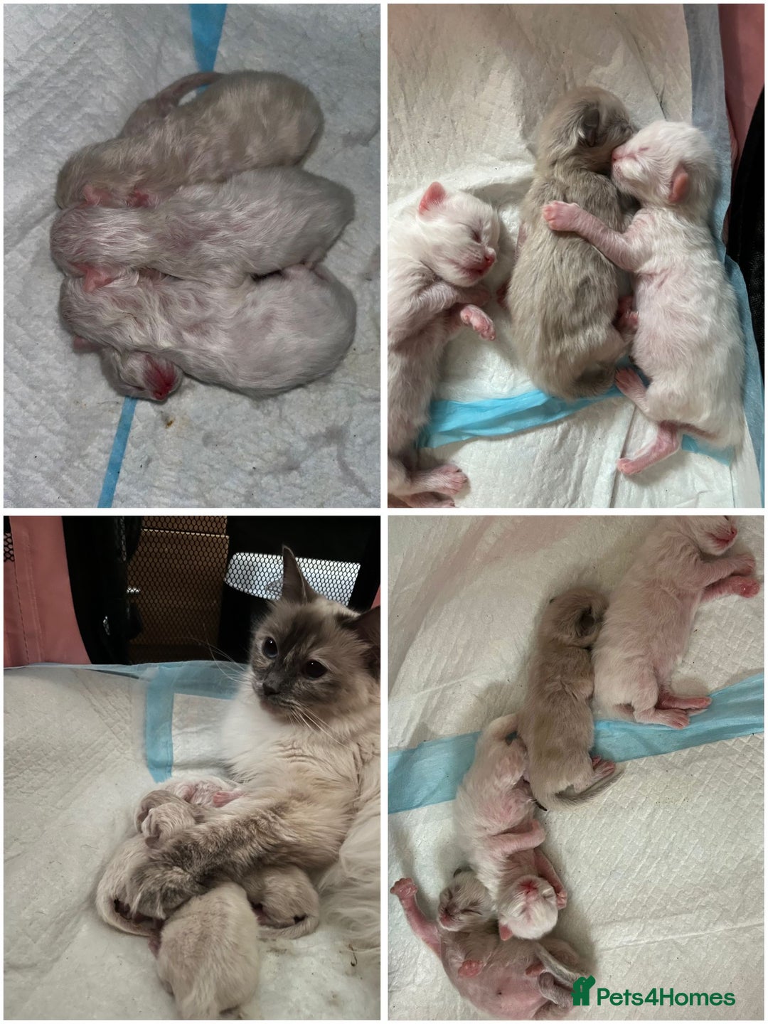Ragdoll cats for sale: 4 Ragdoll Beauties  - Image 7